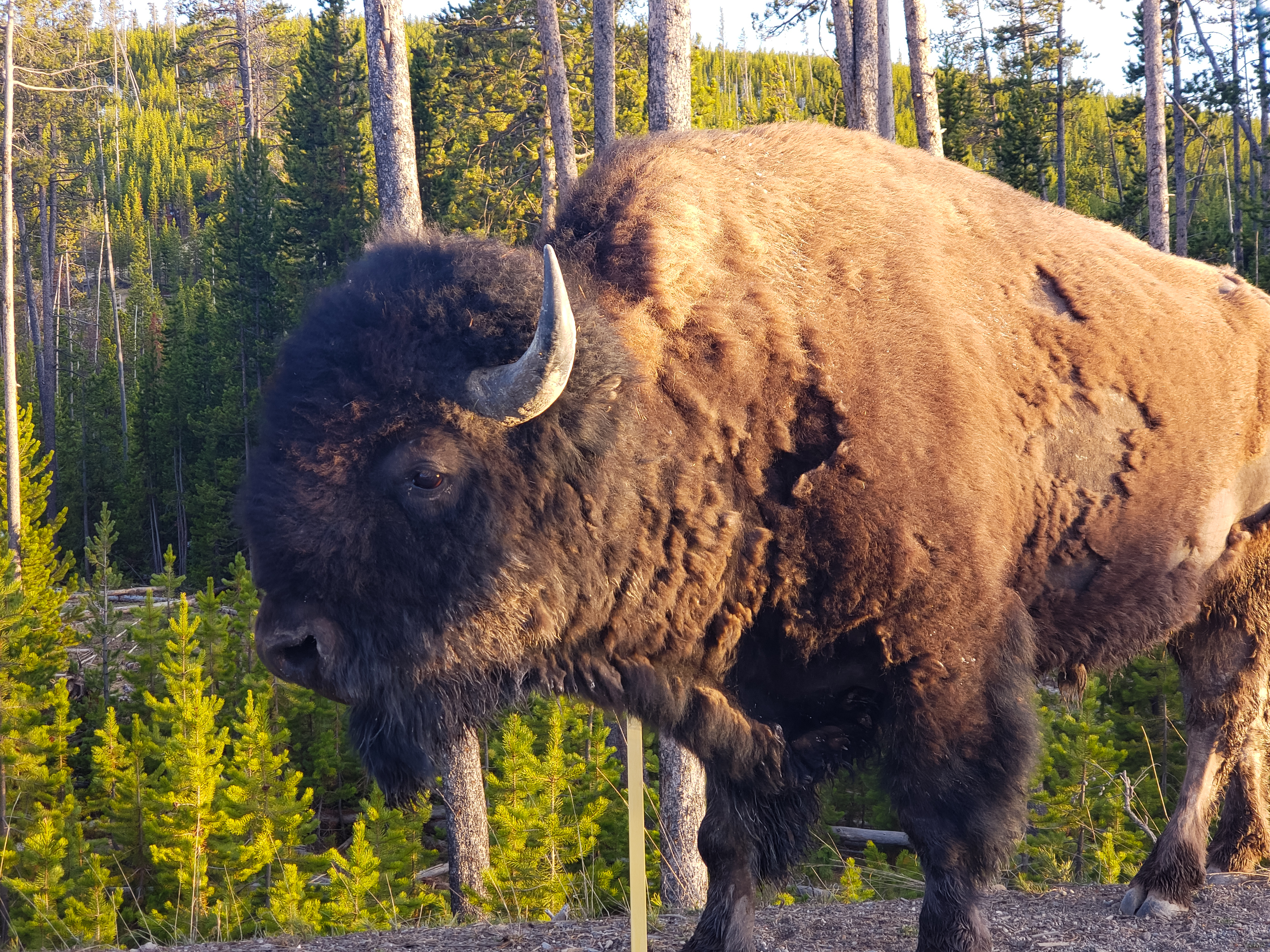 Buffalo Wildlife In Yellowstone National Par