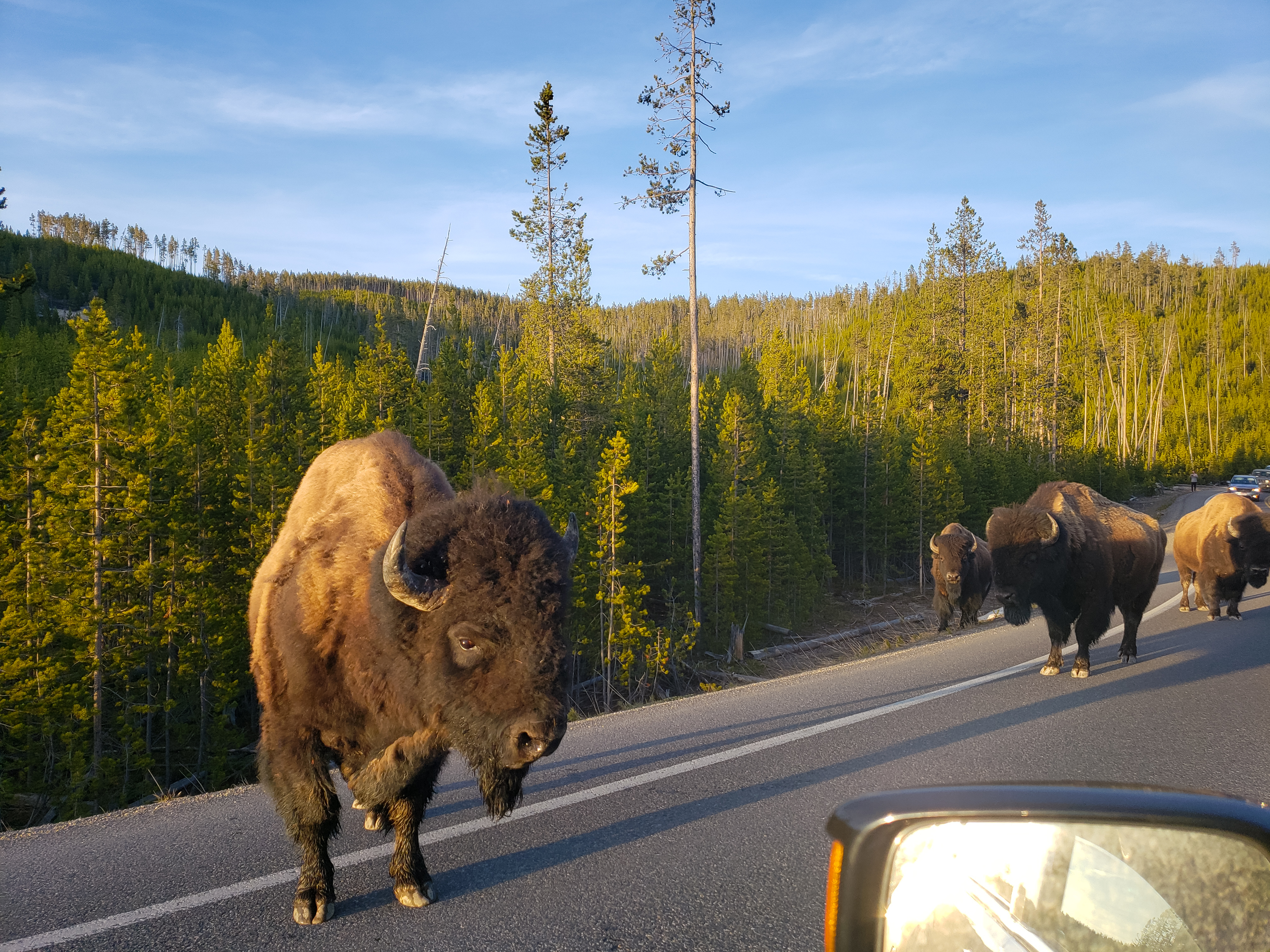 Buffalo in Yellowstone National Park
